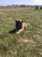 Akita Puppies for sale in Nappanee, IN 46550, USA. price: $150