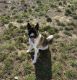 Akita Puppies for sale in Dundalk, MD 21222, USA. price: NA