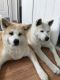 Akita Puppies for sale in San Diego, CA 92102, USA. price: NA