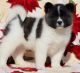 Akita Puppies for sale in California City, CA, USA. price: NA