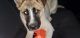 Akita Puppies for sale in Moreno Valley, CA, USA. price: NA