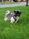 Akita Puppies for sale in Plano, TX 75075, USA. price: NA