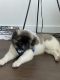 Akita Puppies for sale in Dallas, TX 75204, USA. price: $1,300