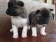 Akita Puppies for sale in Seattle, WA, USA. price: $350