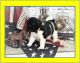 Akita Puppies for sale in Parsippany-Troy Hills, NJ, USA. price: $1,500
