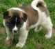 Akita Puppies for sale in Conroe, TX, USA. price: NA