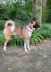 Akita Puppies for sale in Alpharetta, GA, USA. price: $500