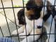 Akita Puppies for sale in Burlington, VT, USA. price: NA