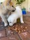Akita Puppies for sale in Azusa, CA, USA. price: $3,000