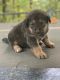 Akita Puppies for sale in Battle Ground, WA, USA. price: NA
