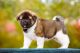 Akita Puppies for sale in New York, NY 10013, USA. price: NA
