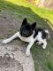 Akita Puppies for sale in Keansburg, NJ 07734, USA. price: NA