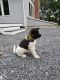 Akita Puppies for sale in 1425 E 64th St, Brooklyn, NY 11234, USA. price: $2,500