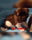 Akita Puppies for sale in Ravena, NY, USA. price: NA