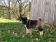 Akita Puppies for sale in Lancaster, PA, USA. price: NA