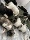 Akita Puppies for sale in Kansas City, MO, USA. price: $909