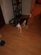 Akita Puppies for sale in Schenectady, NY, USA. price: $1,300