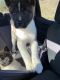 Akita Puppies for sale in Bedford, PA 15522, USA. price: $3,500