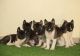 Akita Puppies for sale in Ohio City, Cleveland, OH, USA. price: $450