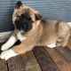 Akita Puppies for sale in Ukiah, CA 95482, USA. price: $1,000