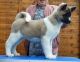 Akita Puppies for sale in Cleveland, OH, USA. price: $1,200