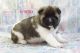Akita Puppies for sale in Clare, MI 48617, USA. price: NA