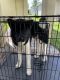 Akita Puppies for sale in Riverview, FL 33578, USA. price: NA