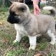 Akita Puppies for sale in 3471 Fifth Ave, Pittsburgh, PA 15213, USA. price: NA