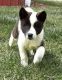 Akita Puppies for sale in Trenton, MO 64683, USA. price: NA