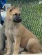 Akita Puppies for sale in 3626 Salina Rd, Philadelphia, PA 19154, USA. price: $800