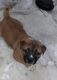 Akita Puppies for sale in Homewood, IL, USA. price: $450