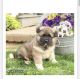 Akita Puppies for sale in 1900 Frontage Rd, Cherry Hill, NJ 08034, USA. price: $2,600