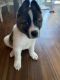 Akita Puppies for sale in Chula Vista, CA 91910, USA. price: NA