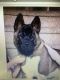 Akita Puppies for sale in Clifton, CO, USA. price: $600