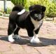 Akita Puppies for sale in Cudahy, CA 90201, USA. price: NA