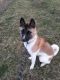 Akita Puppies for sale in Greenville, OH 45331, USA. price: $1,200