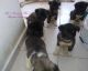 Akita Puppies for sale in Mazatlan Dr, Texas, USA. price: NA