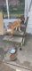 Akita Puppies for sale in Detroit, MI 48219, USA. price: NA