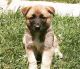Akita Puppies for sale in Toledo, OH, USA. price: NA