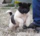 Akita Puppies for sale in Los Angeles, CA, USA. price: $800