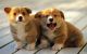 Akita Puppies for sale in Tambaram, Chennai, Tamil Nadu, India. price: 65000 INR