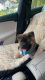 Akita Puppies for sale in Miami, FL 33184, USA. price: NA