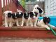 Akita Puppies for sale in Woodbury, NJ, USA. price: NA