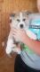 Akita Inu Puppies for sale in Beloit, OH, USA. price: NA