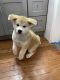 Akita Inu Puppies for sale in Jericho, NY, USA. price: NA