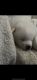 Akita Inu Puppies for sale in Norfolk, MA, USA. price: NA