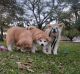 Akita Inu Puppies for sale in Houston Heights, Houston, TX 77008, USA. price: $2,500