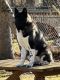 Akita Inu Puppies for sale in Livonia, MI, USA. price: $2,000