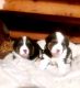 Akita Inu Puppies for sale in Redford Charter Twp, MI 48239, USA. price: $30,000