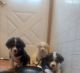 Akita Inu Puppies for sale in Redford Charter Twp, MI 48239, USA. price: $17,500